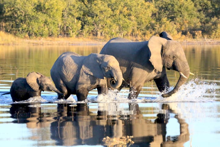 Elephants in northern Botswana